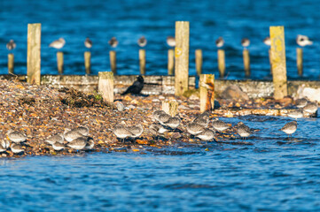 Grey Plover, Pluvialis squatarola - Birds in the environment during winter migration