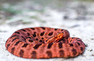 Red pigmy rattlesnake from eastern North Carolina 