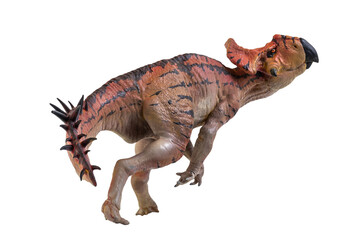 Protoceratops  , dinosaur on  isolated background