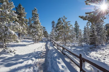 Foto auf Leinwand Winter forest © Galyna Andrushko