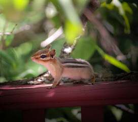Cute little baby chipmunk on the fence