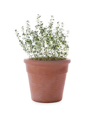 Pot with aromatic green thyme isolated on white