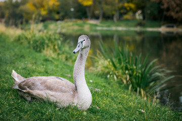 Fototapeta premium There is a swan in a meadow near the river.