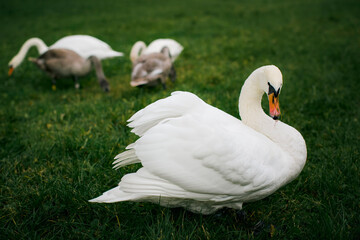 A white swan grazes on the meadow.