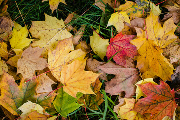 Texture Autumn red and yellow leaves lying on wet green grass.