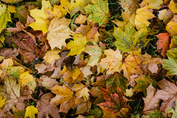 Texture Autumn red and yellow leaves.