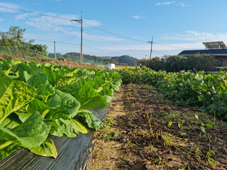 Cabbage planted in the field.