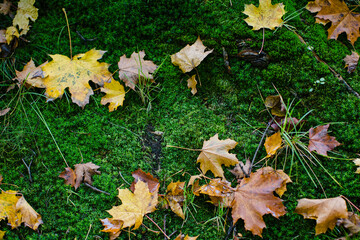 Texture of fallen autumn leaves lying on damp green moss.  .