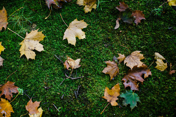 Texture of fallen leaves lying on moist green moss.  .