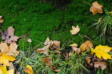 Texture of wet green moss with fallen leaves.