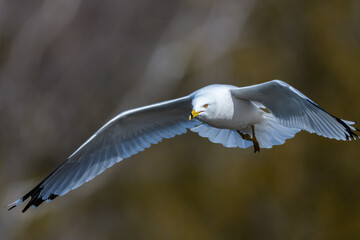 Ring-billed Gull Flying to the Left with Brown Background