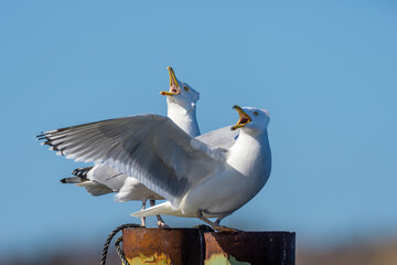 Two Herring Gulls with Wings Spread Looking Up and Screaming
