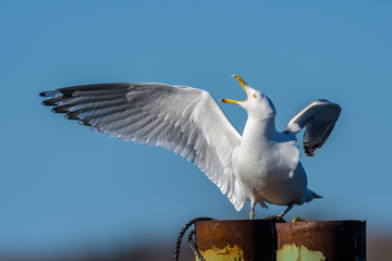 Herring Gull with Wings Spread Looking Up and Screaming