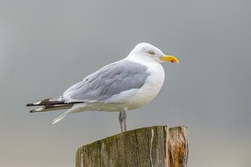 Herring Gull Perched on Old Wooden Post