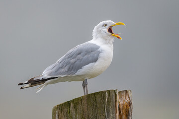 Herring Gull with Mouth Wide Open on Old Wooden Post