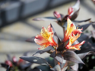 Obraz premium インデアンサマーという品種のアルストロメリア