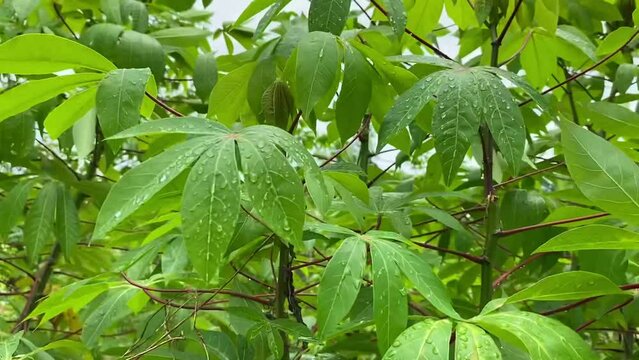 beautiful wet green cassava leaves blown by the wind with raindrops