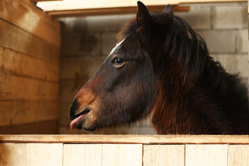 Adorable black horse in wooden stable. Lovely domesticated pet