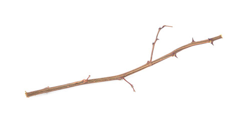 One dry tree twig with thorns isolated on white
