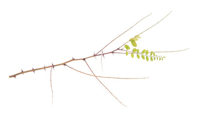 One tree branch with thorns and green leaves isolated on white