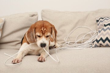 Naughty Beagle dog chewing electrical wire on sofa indoors