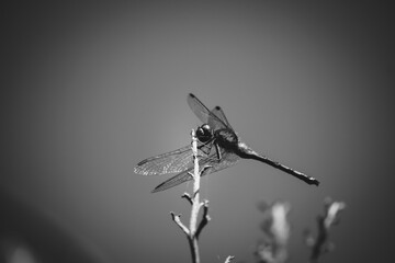 Dragon fly on standing on a branch in summer