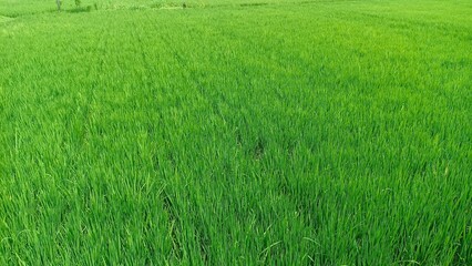 Fototapeta na wymiar Green scenery of ricefield, paddyfield in Nganjuk, Indonesia. Tropical landscape. Agriculture. Sawah hijau