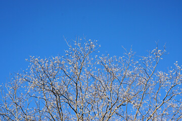 冬のナンキンハゼ