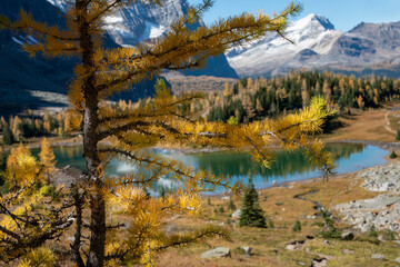 Obraz na płótnie Canvas Golden autumn larch trees at Lake O'Hara, Yoho National Park. Canadian Rockies.