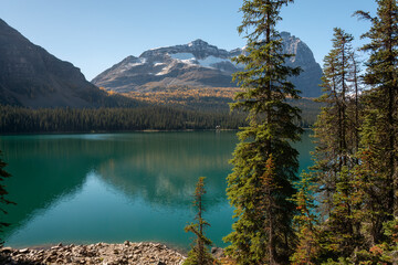 Odaray Mountain reflected in Lake O'Hara in autumn. Yoho National park. Canadian Rockies.