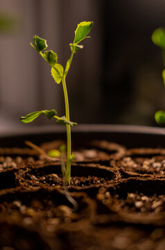 Pea sprout growing under indoor lighthing