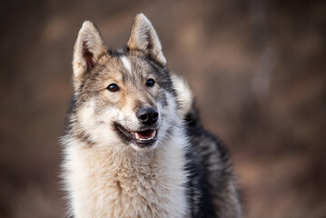 Fototapeta premium Portrait of a young dog breed West Siberian Laika. Hunting dogs.