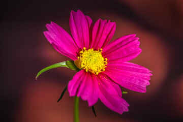 Beautiful pink Cosmos flower blooming in the summer