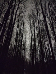 Beautiful forest trees on winter night  - 566099092