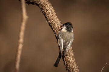 Black-capped Chickadee eating sap on a windy afternoon