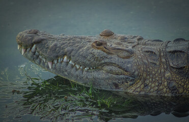 gran cocodrilo salvaje en el rio