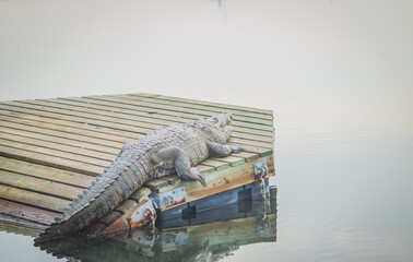 gran cocodrilo salvaje en el rio