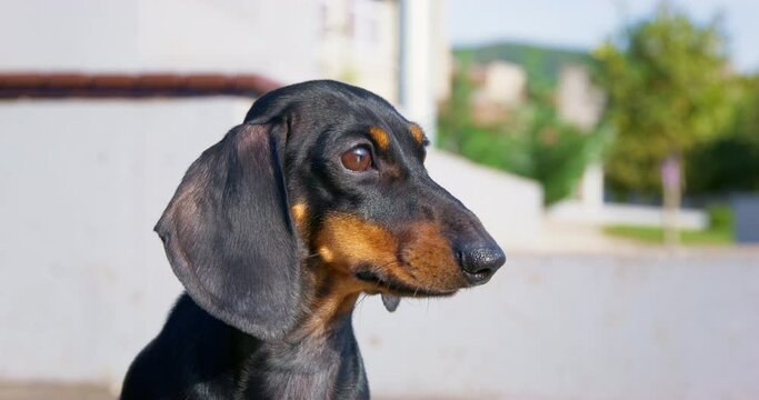 Dachshund sees strange things in park and wants to bark against blurry building. Domestic dog looks with confused and puzzled expression closeup