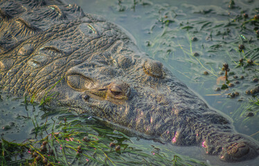 gran cocodrilo salvaje en el rio