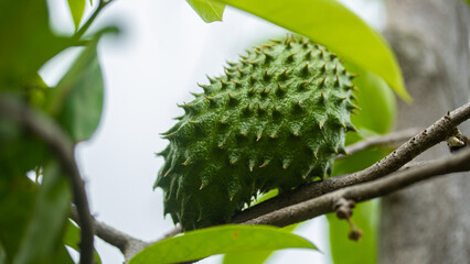 Green fresh tropical fruit Soursop or Annona muricata or Prickly Custard Apple. Plant for Treatment of carcinoma.