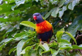 Vibrant rainbow lorikeet parrot up close in Brisbane Australia
