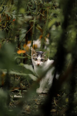 a kitten hiding behind a bush accompanied by another kitten behind him