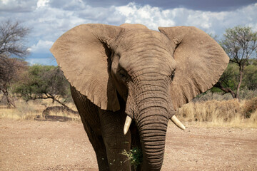Fototapeta na wymiar Close up of the African Bush Elephant in the grassland on a sunny day.