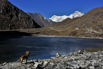 A dog near Tanjung Cho, one of the five Gokyo Lakes, with Mt. Cho-Oyu in the background, the 6th highest mountain in the world.