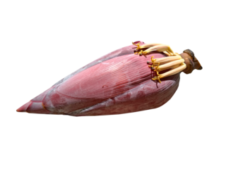 Banana blossom, high in nutrients, nourish the blood because the bulb has iron. prevent anemia on transparent background