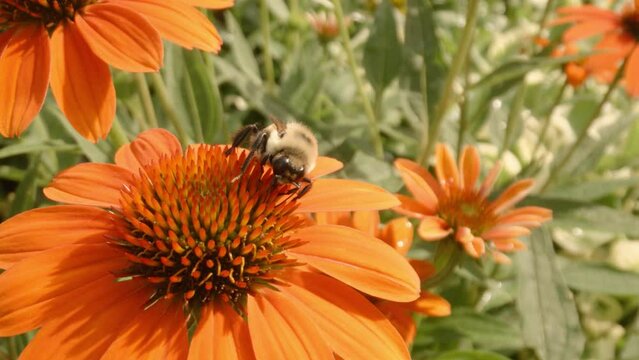 Bee sits on orange helenium flower pollenating during spring time in an Illinois Garden