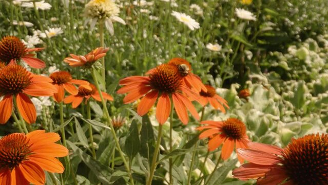 Cinematic move over bees pollenating and flying around orange helenium flowers in spring.