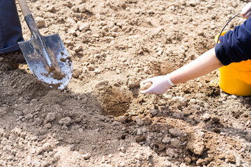 Planting potatoes in the ground. a woman planting potatoes in the ground in early spring. Early spring preparation for the garden season. Potato tubers are ready to be planted in the soil.