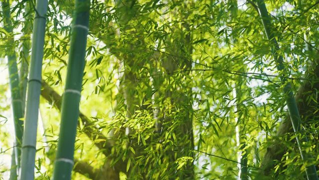 竹林のソローモーション映像