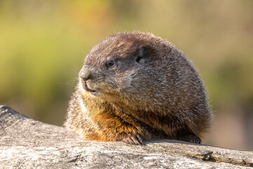 Woodchuck (Marmata monax) posing on a weather tree trunk. Blurred background and golden morning light. Small mammal in the rodent family. Preparing for Groundhog day. Captured in controlled conditions